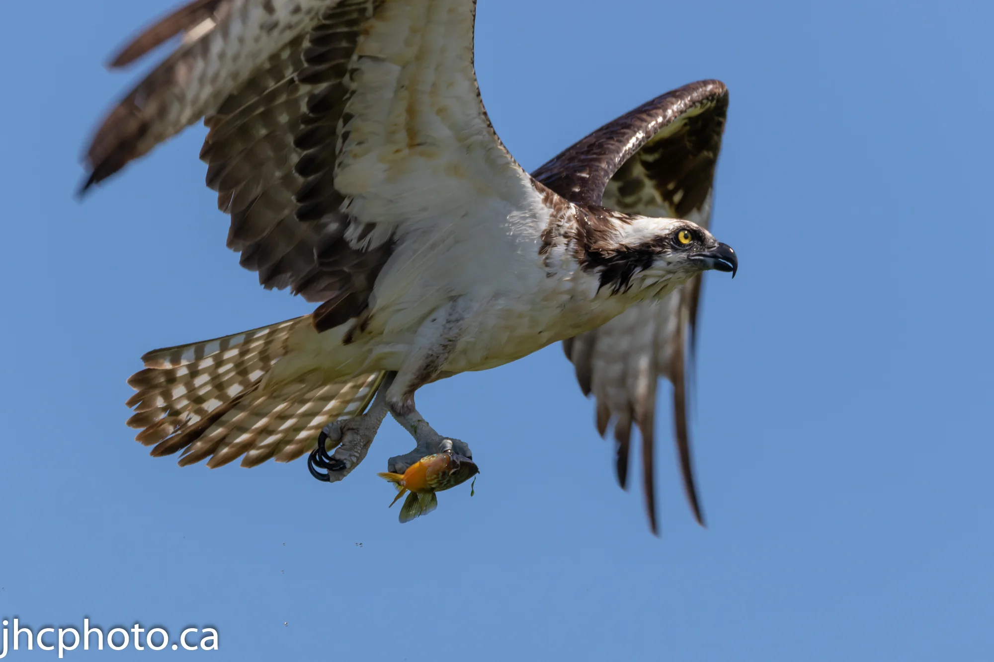 Osprey Catches Fish