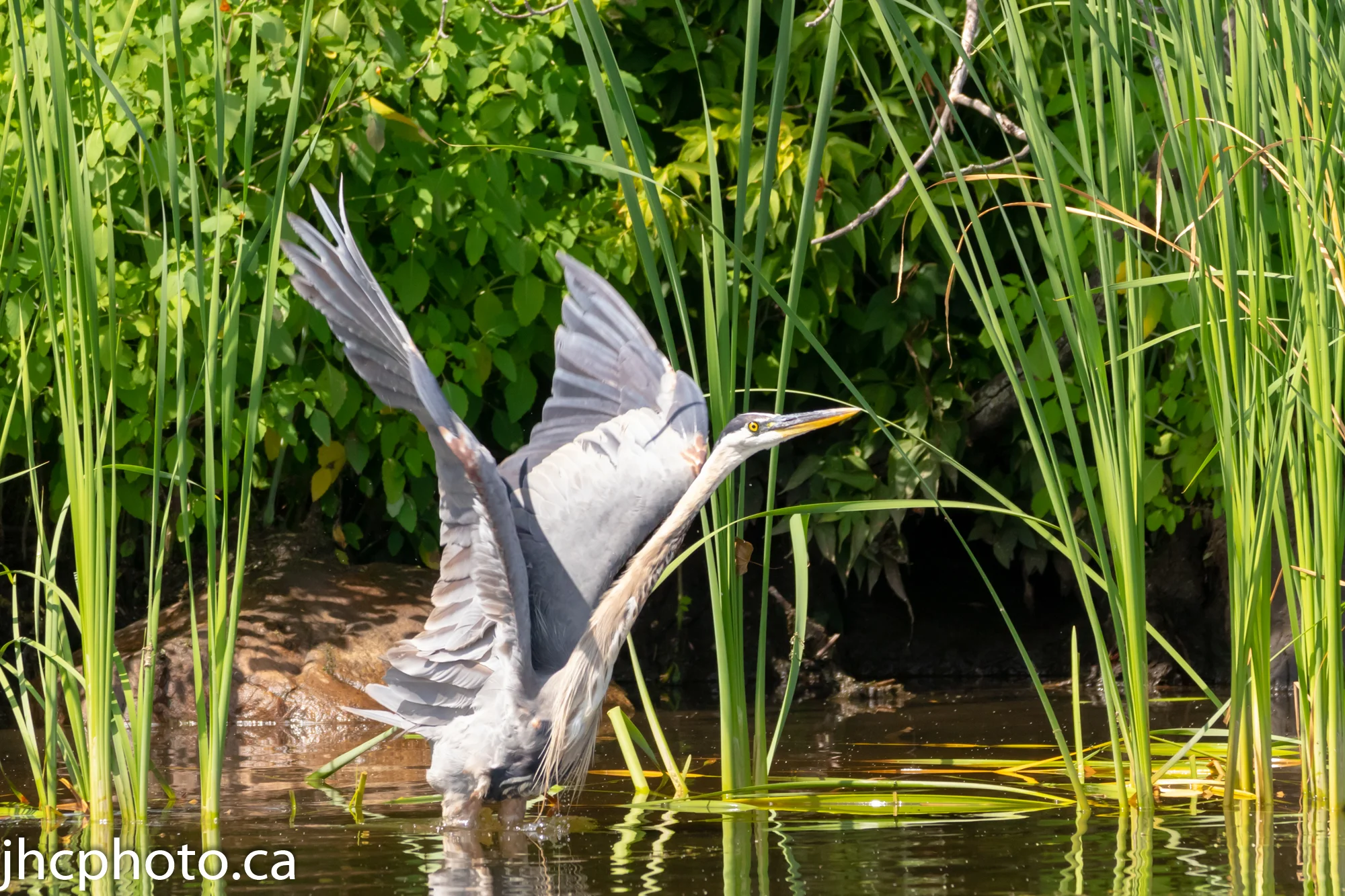 Heron Taking Flight