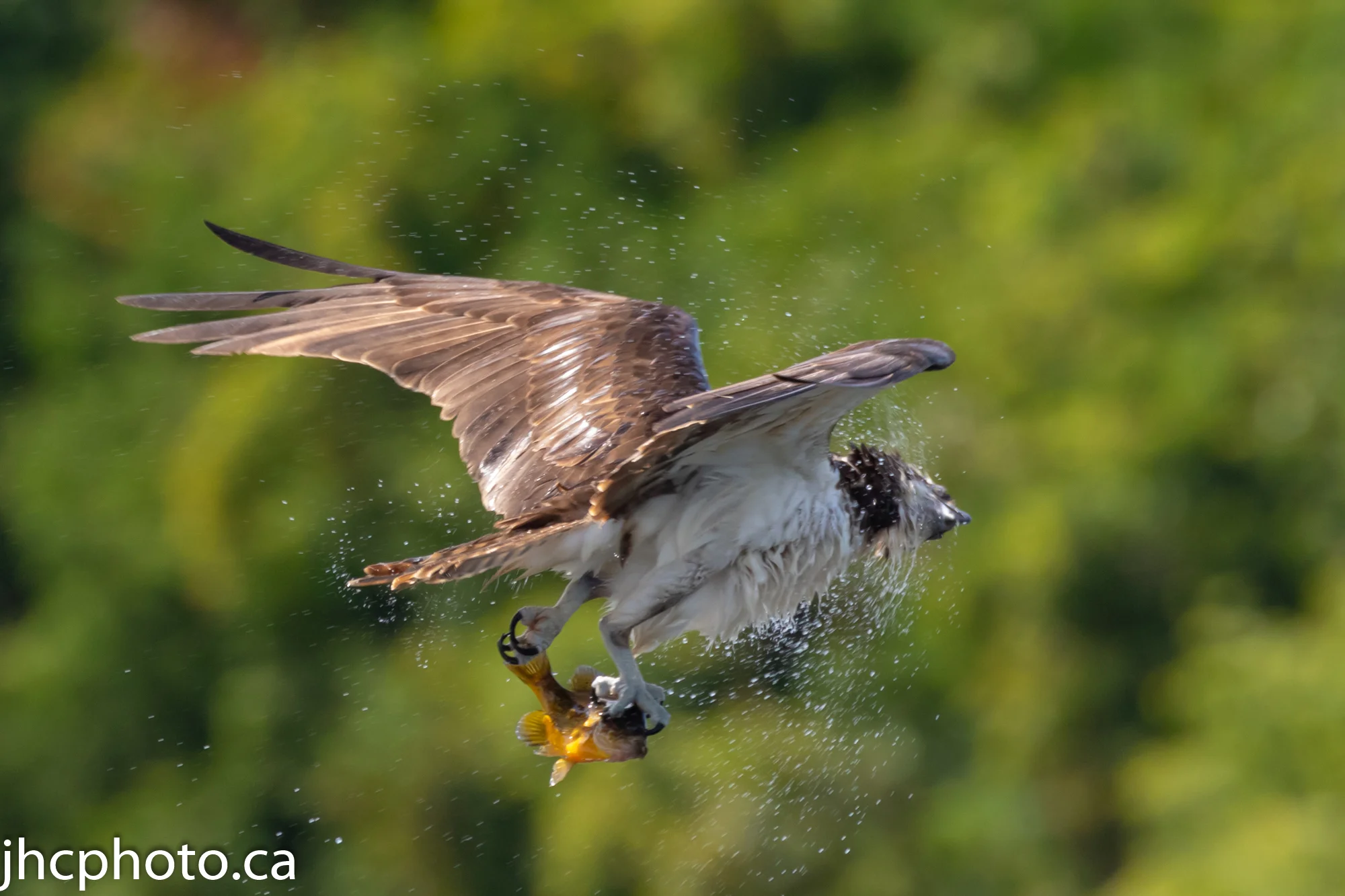 Osprey Shakes Off Water