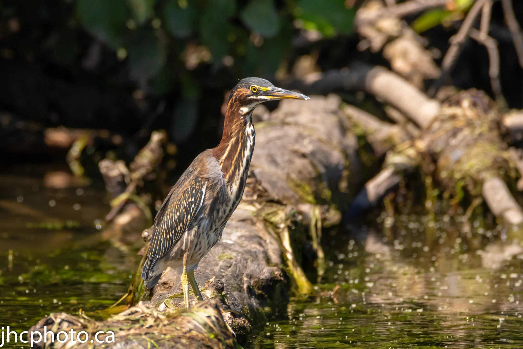 Green Heron on Log