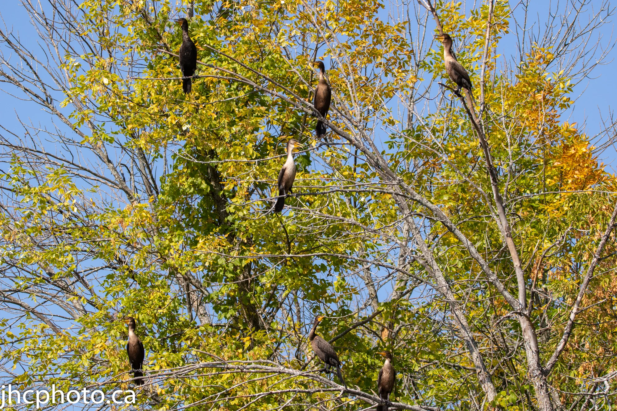 Cormorants in a Tree