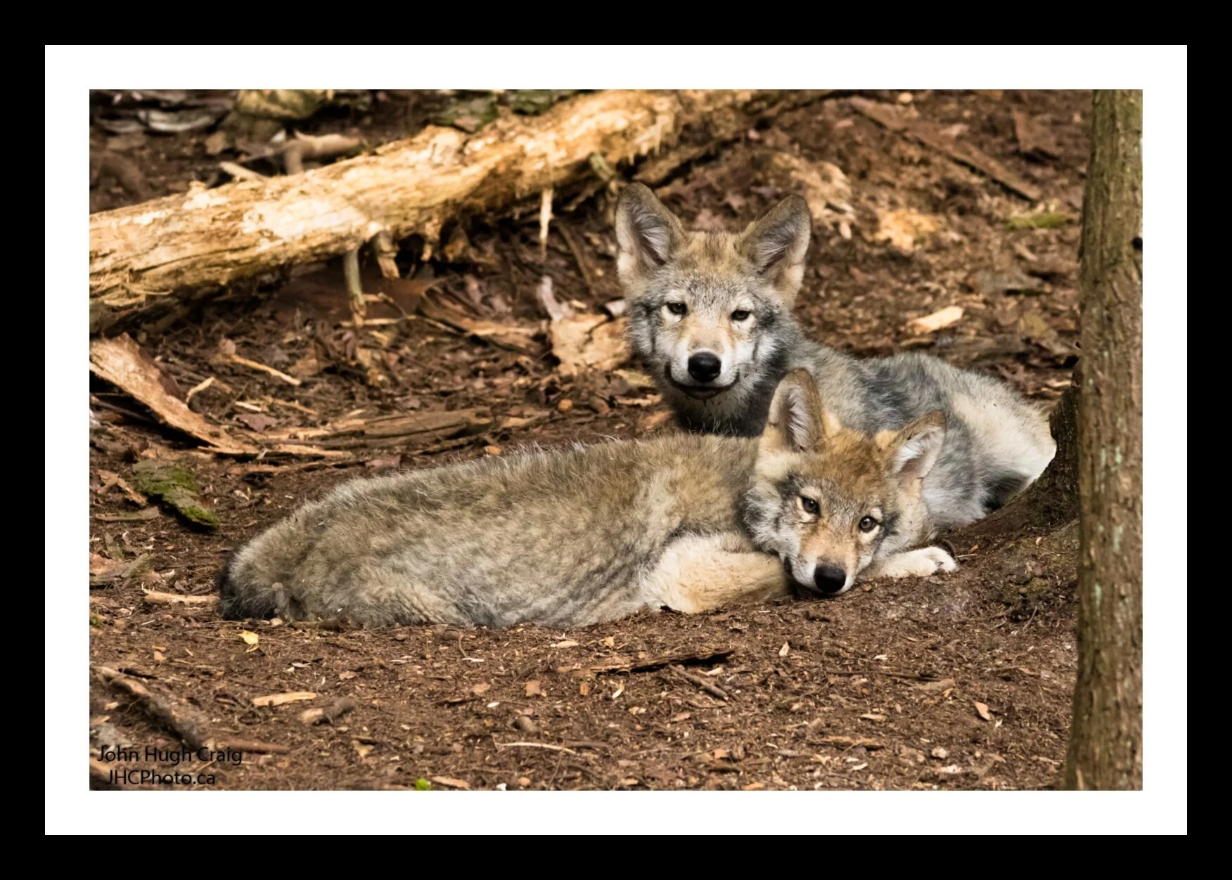 Wolf Pups in the Woods