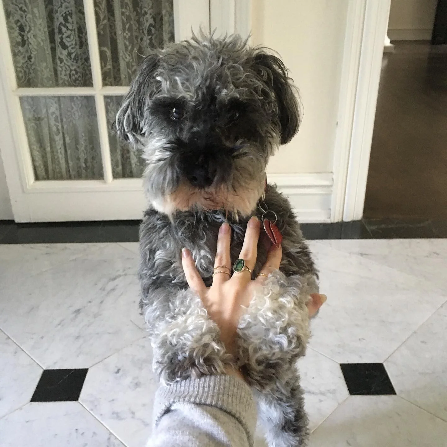 I had to say goodbye to my furry friend yesterday. Swipe to the end to see the fateful day 6th grade Zoe brought her home. We&rsquo;ll miss her.