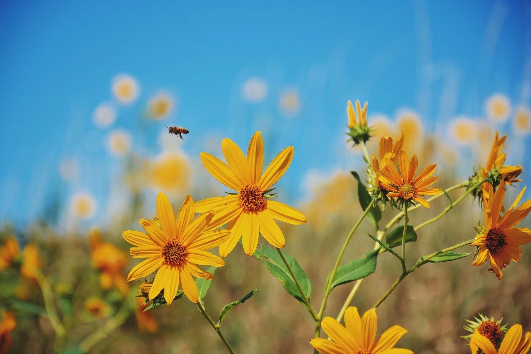 Celebrate Earth Day with LISW at the Tap Room