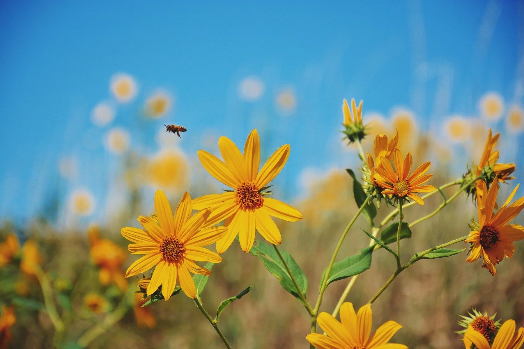 Bees.jpg