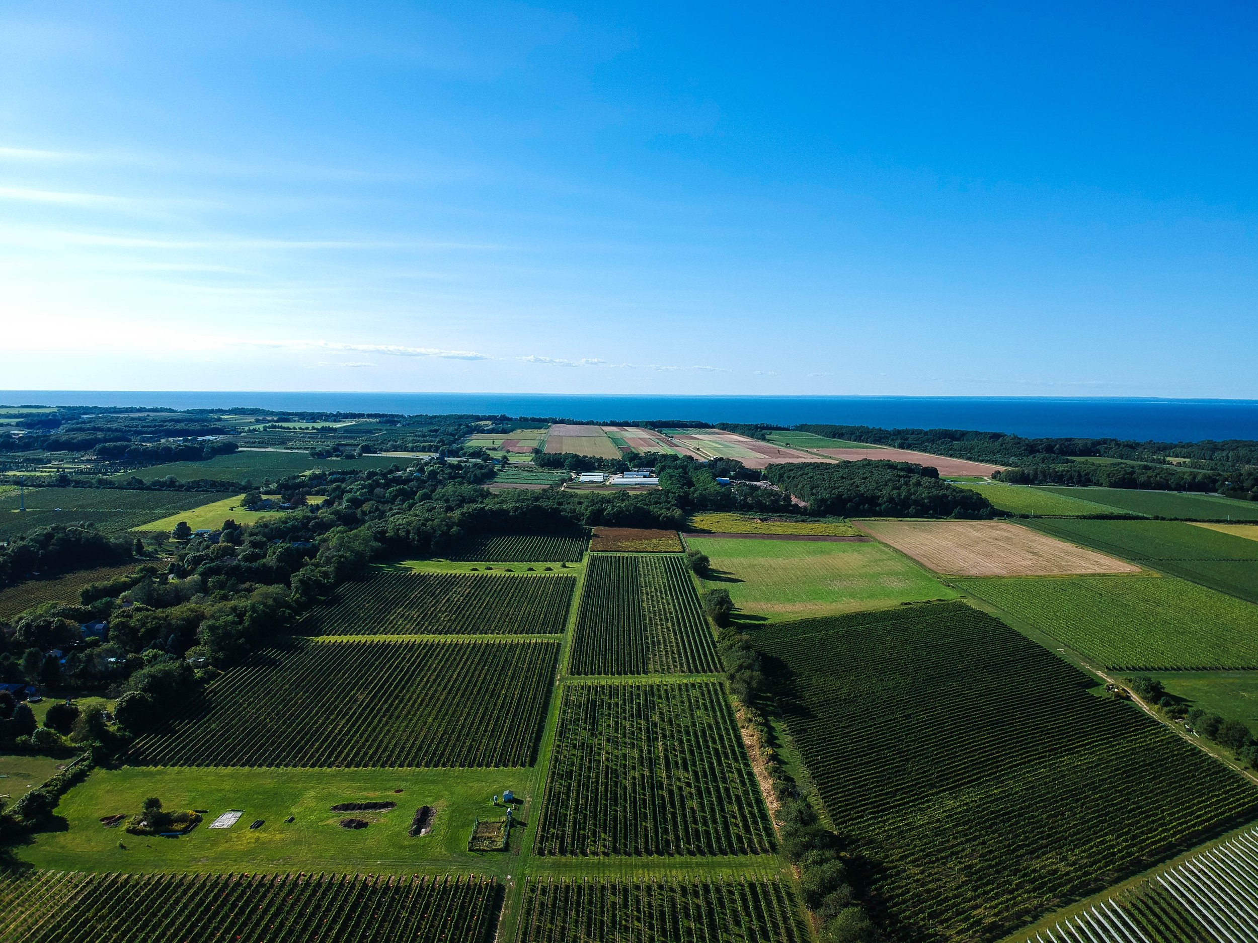   OUR VINEYARDS  