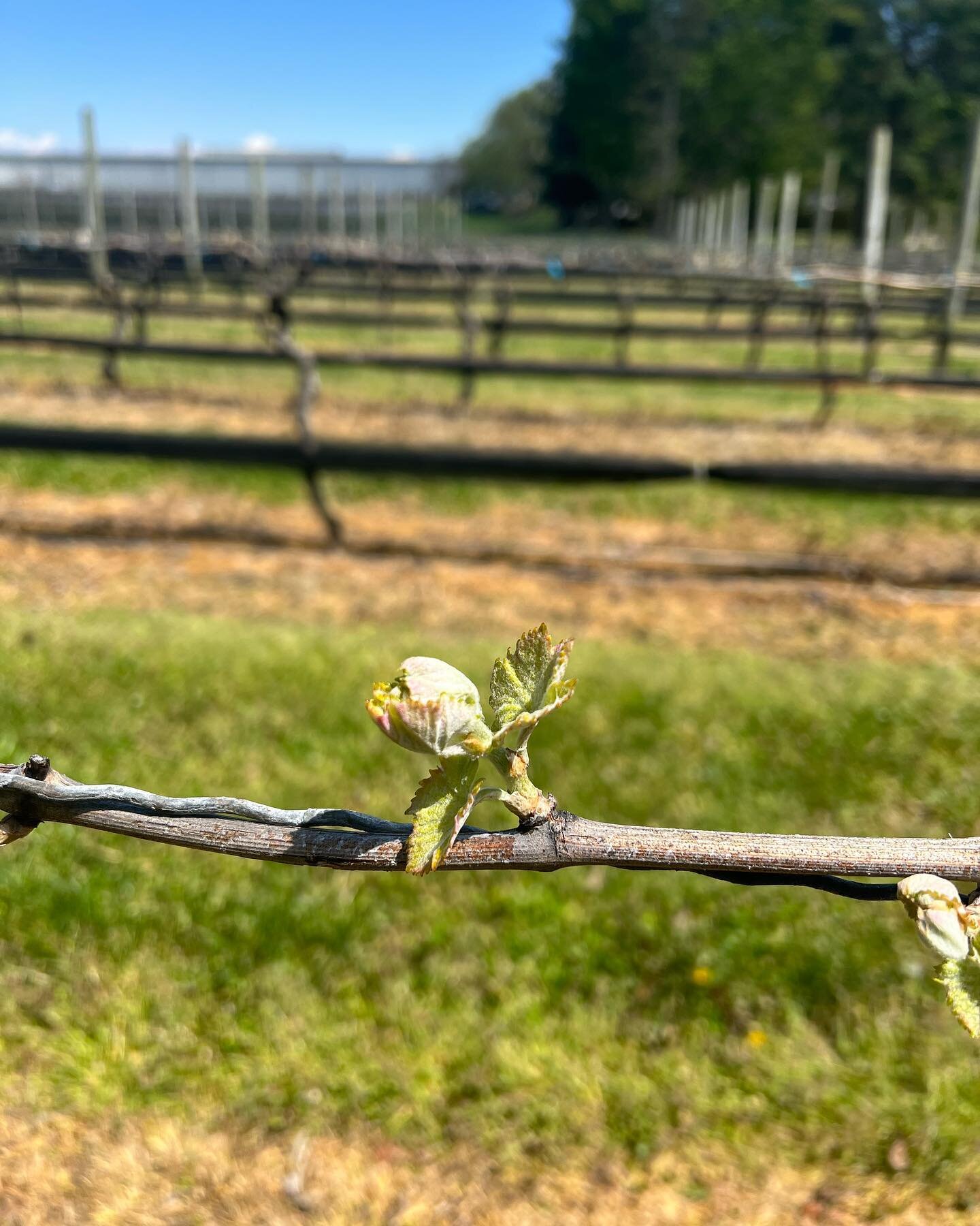 The kicker canes are trimmed and we have lift off in the Syrah, the 2023 vintage is well underway! 🚀🌱🏁