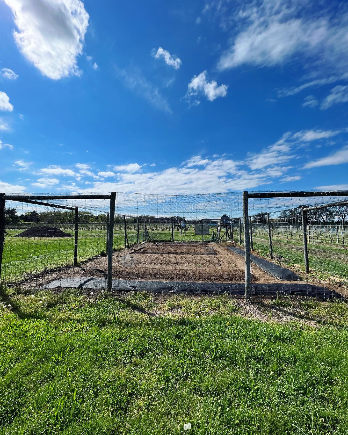 Employee garden at the Bedell vineyard ready to rock! 🙌🌱🌞