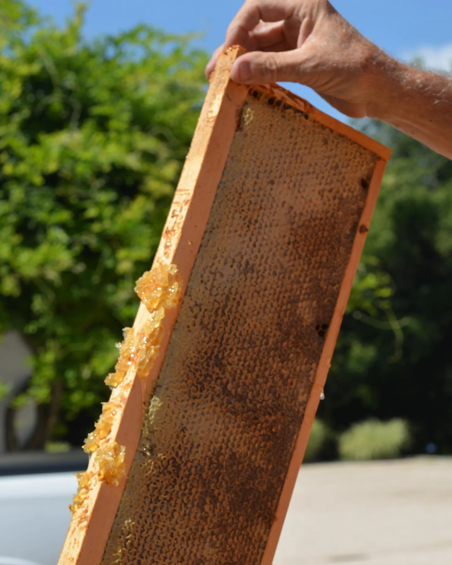 Join us for the first annual Honey Harvest Party at Bedell on Sunday, June 11th! Learn about the fascinating lives of honeybees from expert Beekeeper Chris Kelly of Promised Land Apiaries. Chris will be bottling fresh, day-of-harvest honey from the B