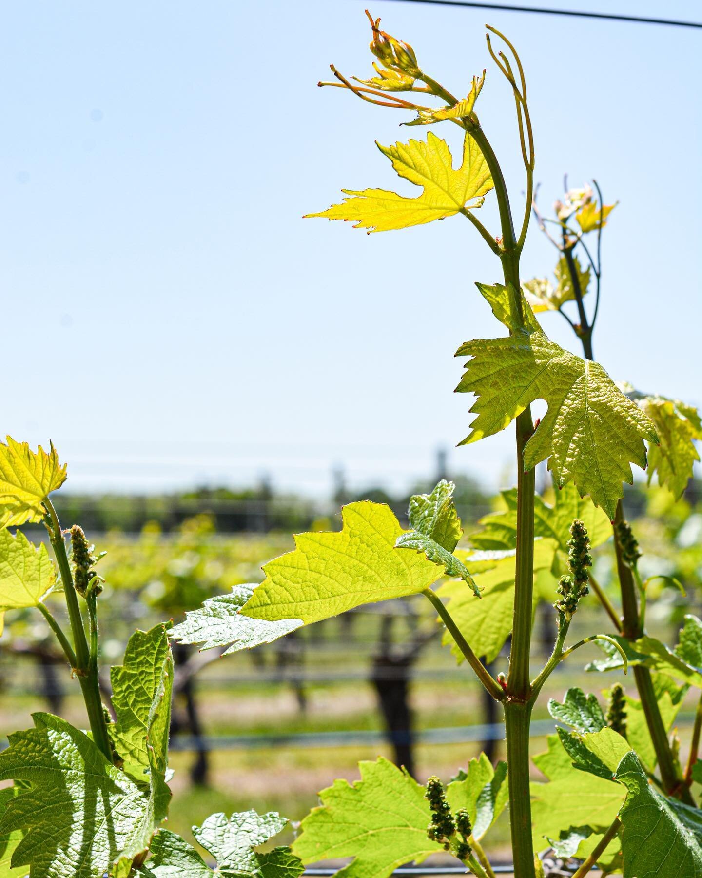 Bloom in the Bedell vineyard, grapevines are self pollinating and these little inflorescences will develop into grape clusters over the coming months! 🌱🌞😎