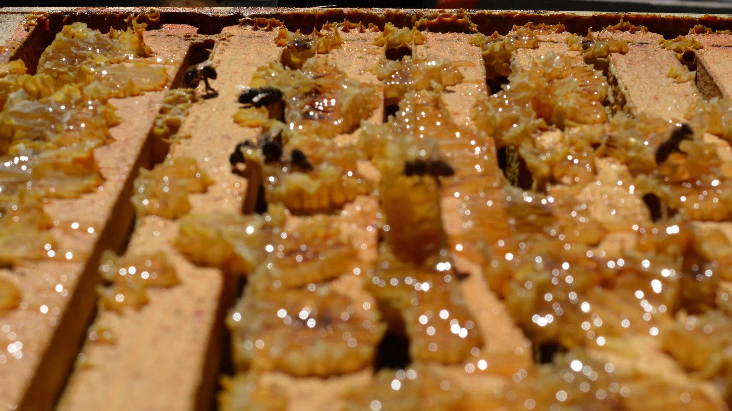 DSC_2145.JPG