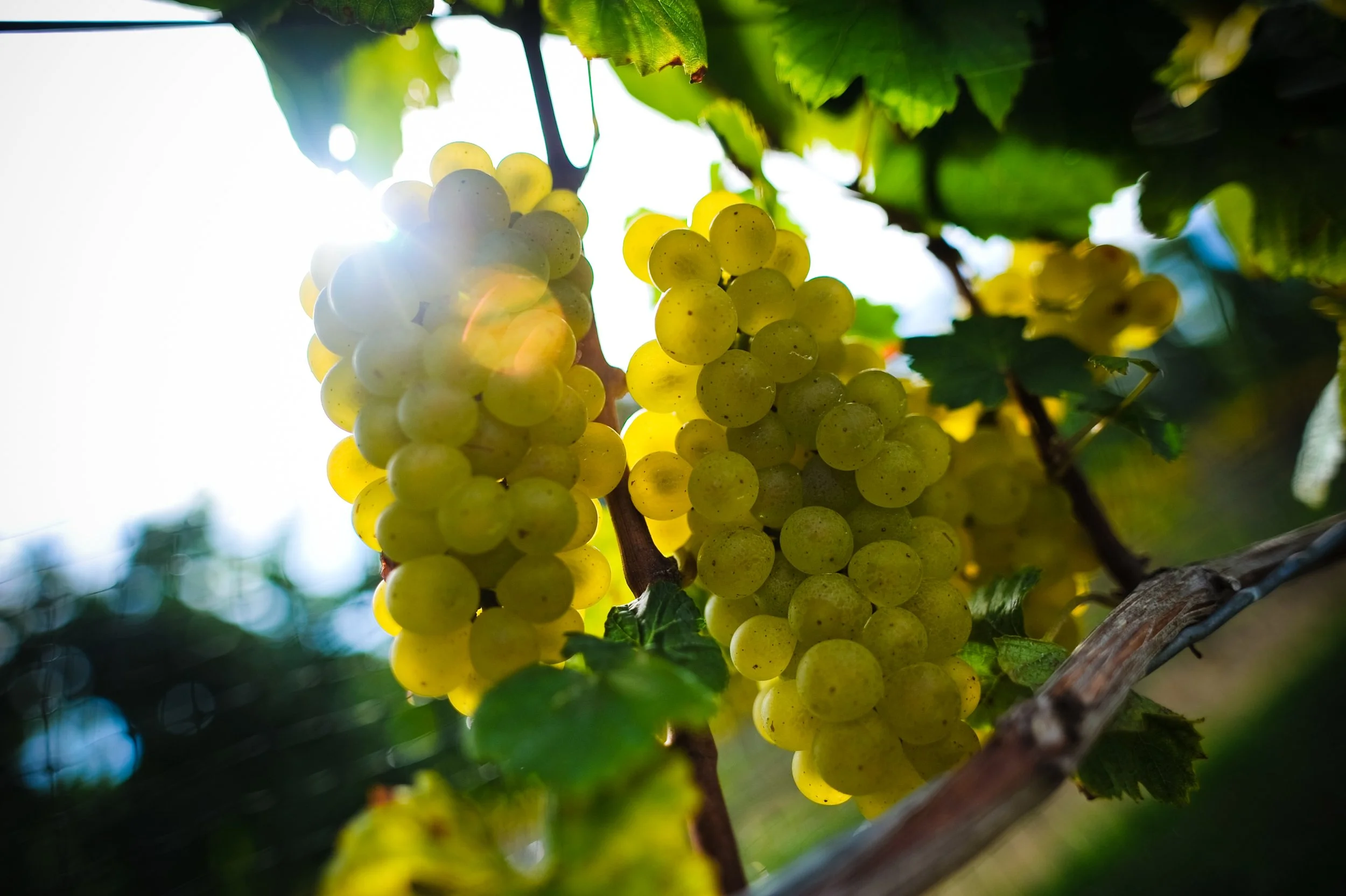 White wines.jpg