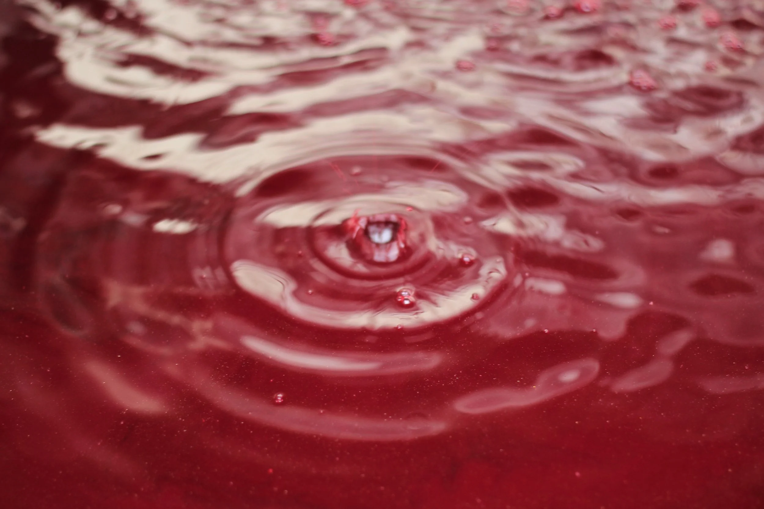 Red Wines banner.JPG