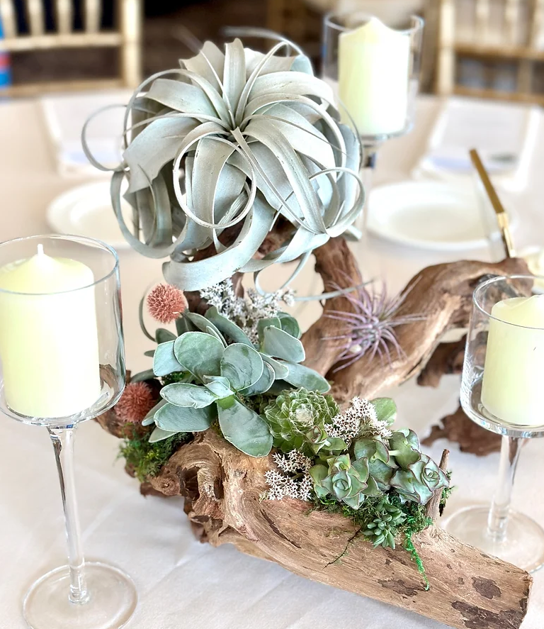 Driftwood Succulent & Brunch Workshop (SOLD OUT!)
