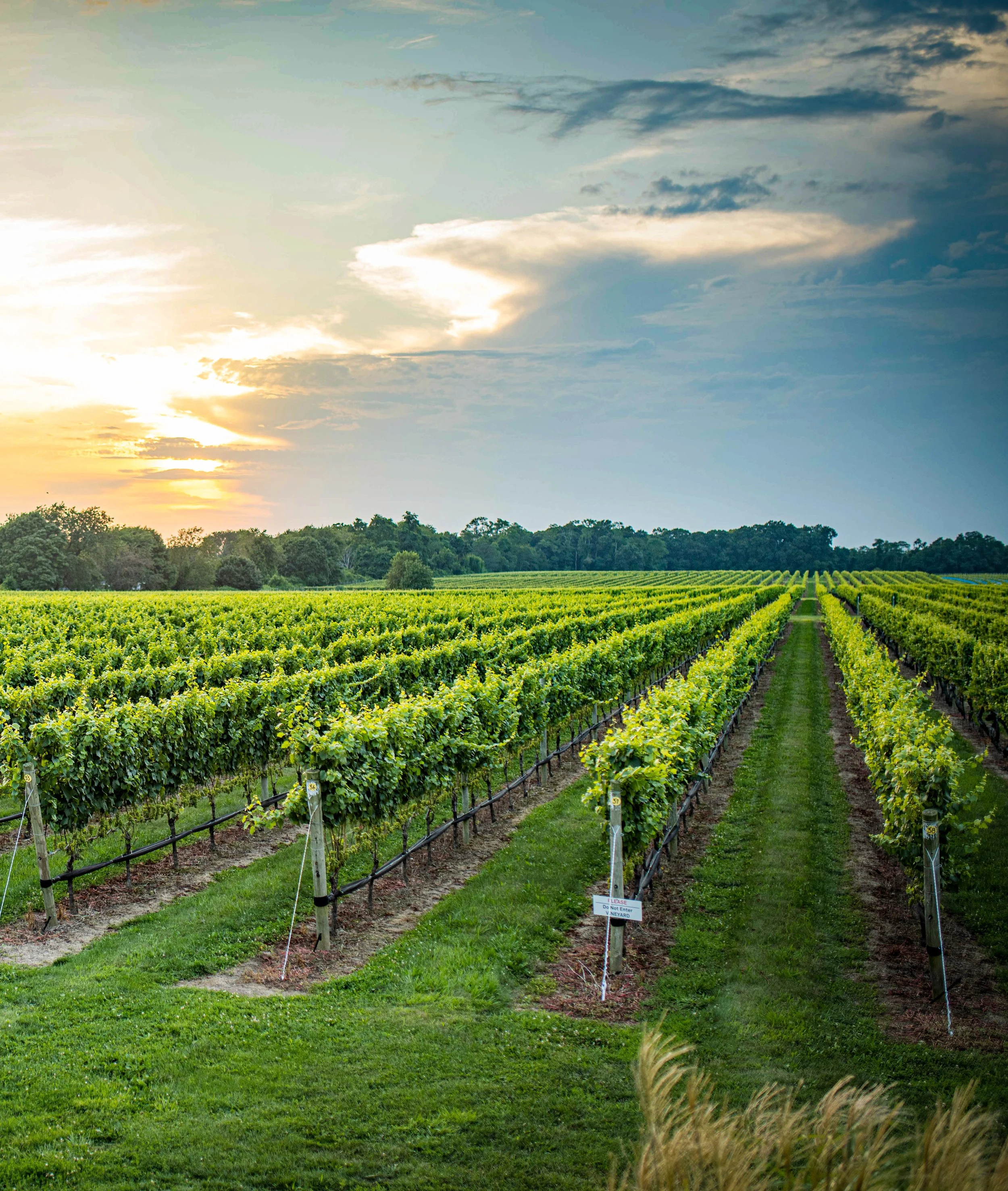 Wine on the Vines Sunset Cocktail Party