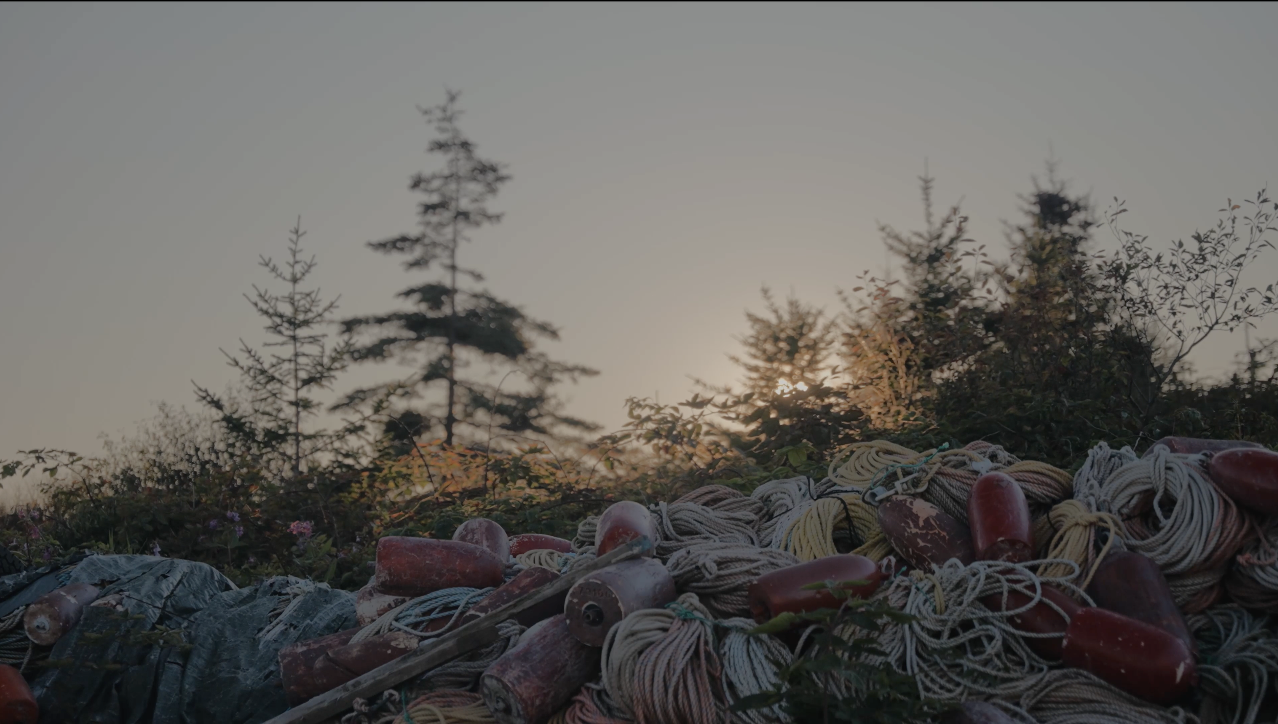 Sunset Trees.png