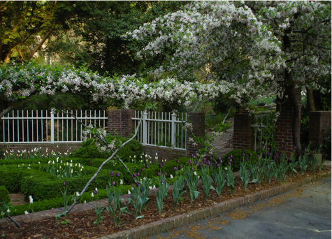 Crabapples in bloom, Louise Wrinkle’s garden
