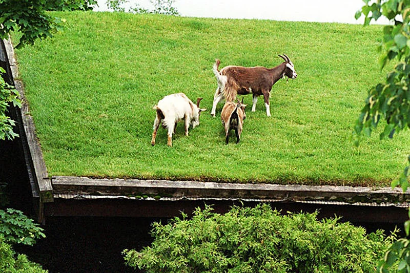 goatsgreenroof 2.jpg
