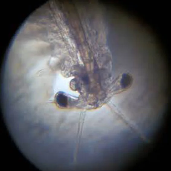 Brine-Shrimp