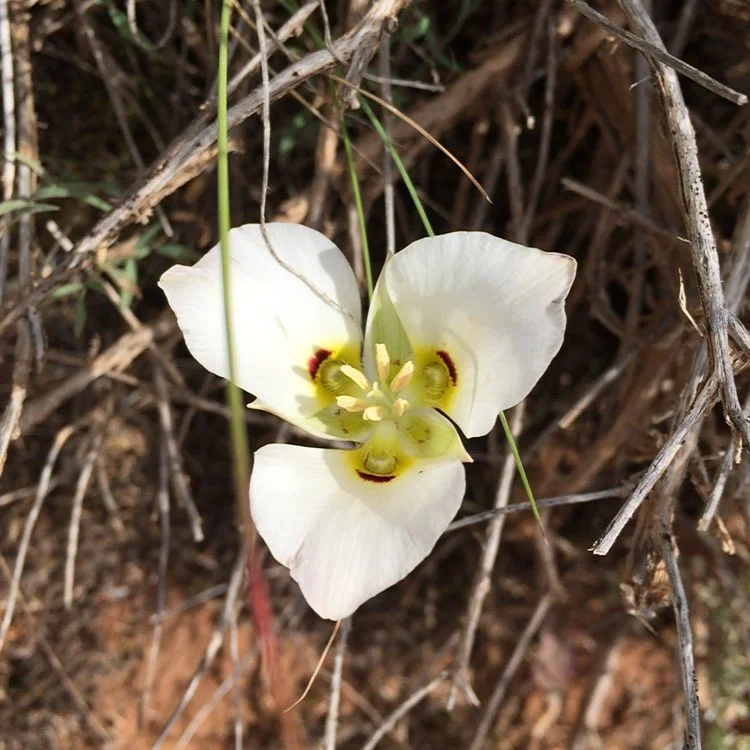 Sego Lily.jpg