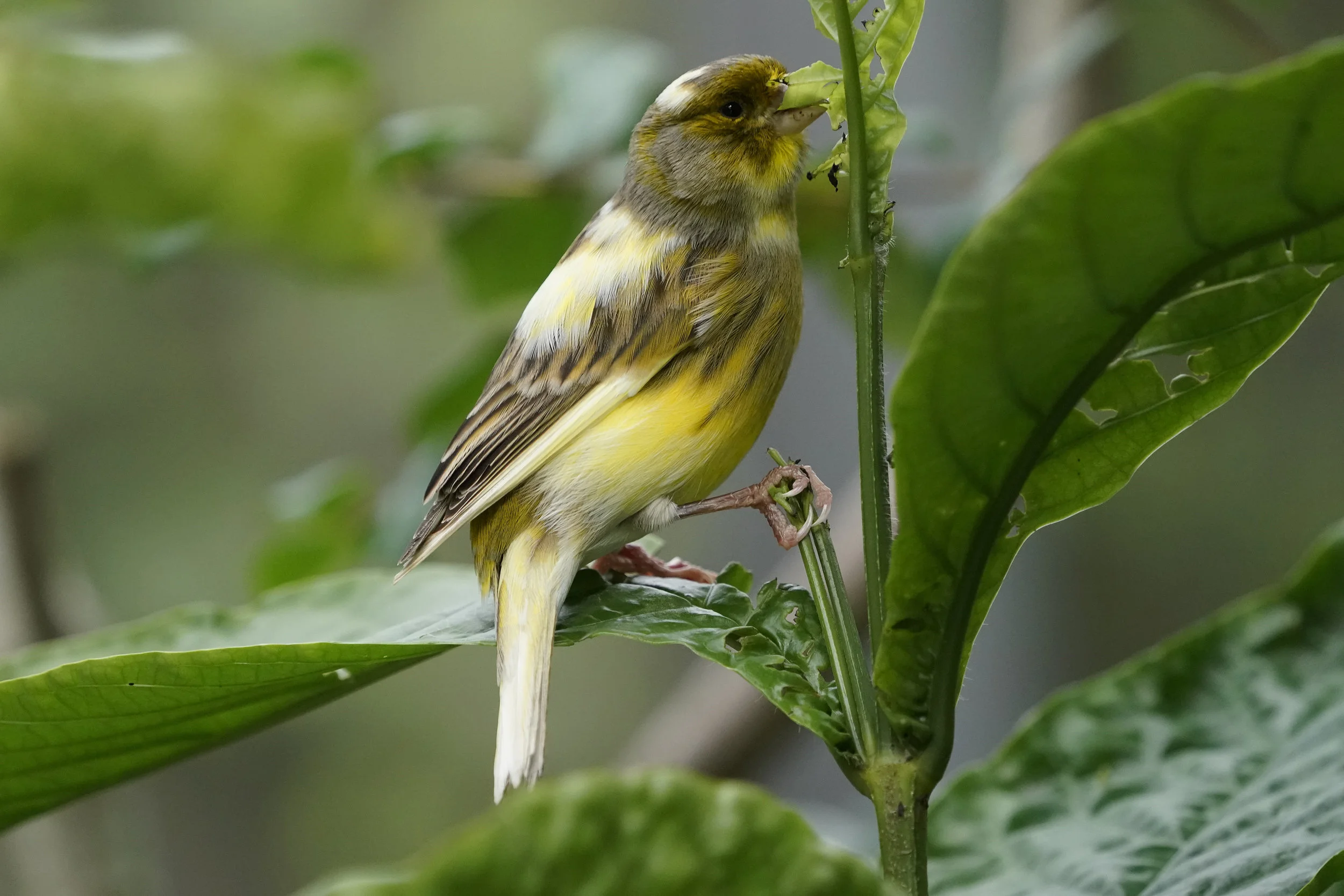 Yellow-canary finch