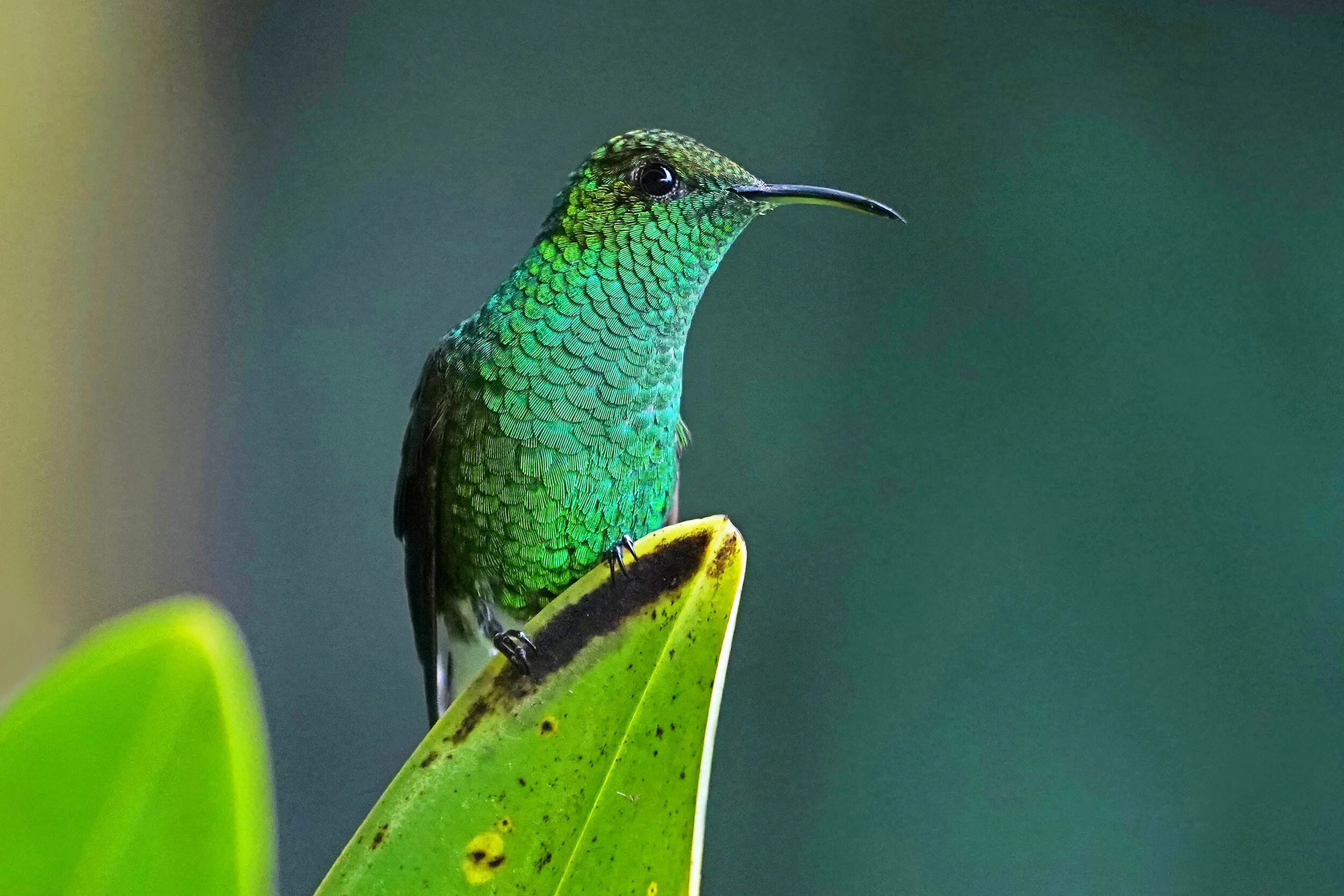 Green-crowned Brilliant hummingbird