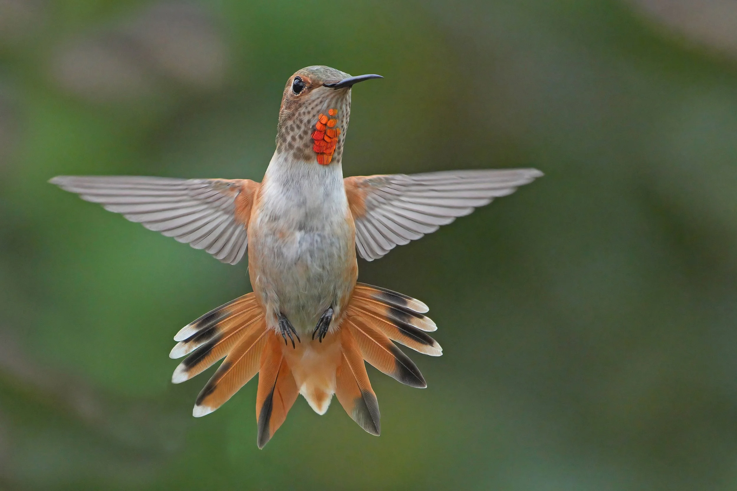 Allen's hummingbird (Juvenile)