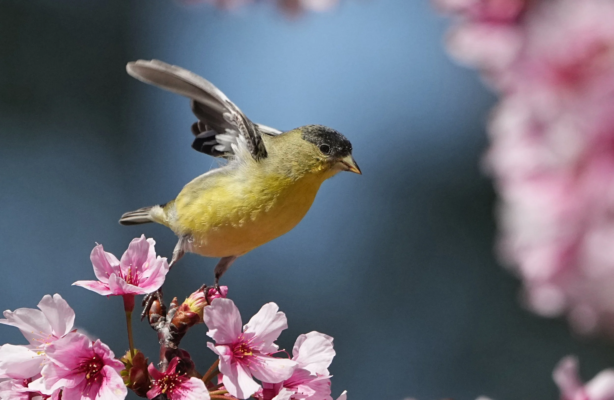 Gold finch on cherry blossom