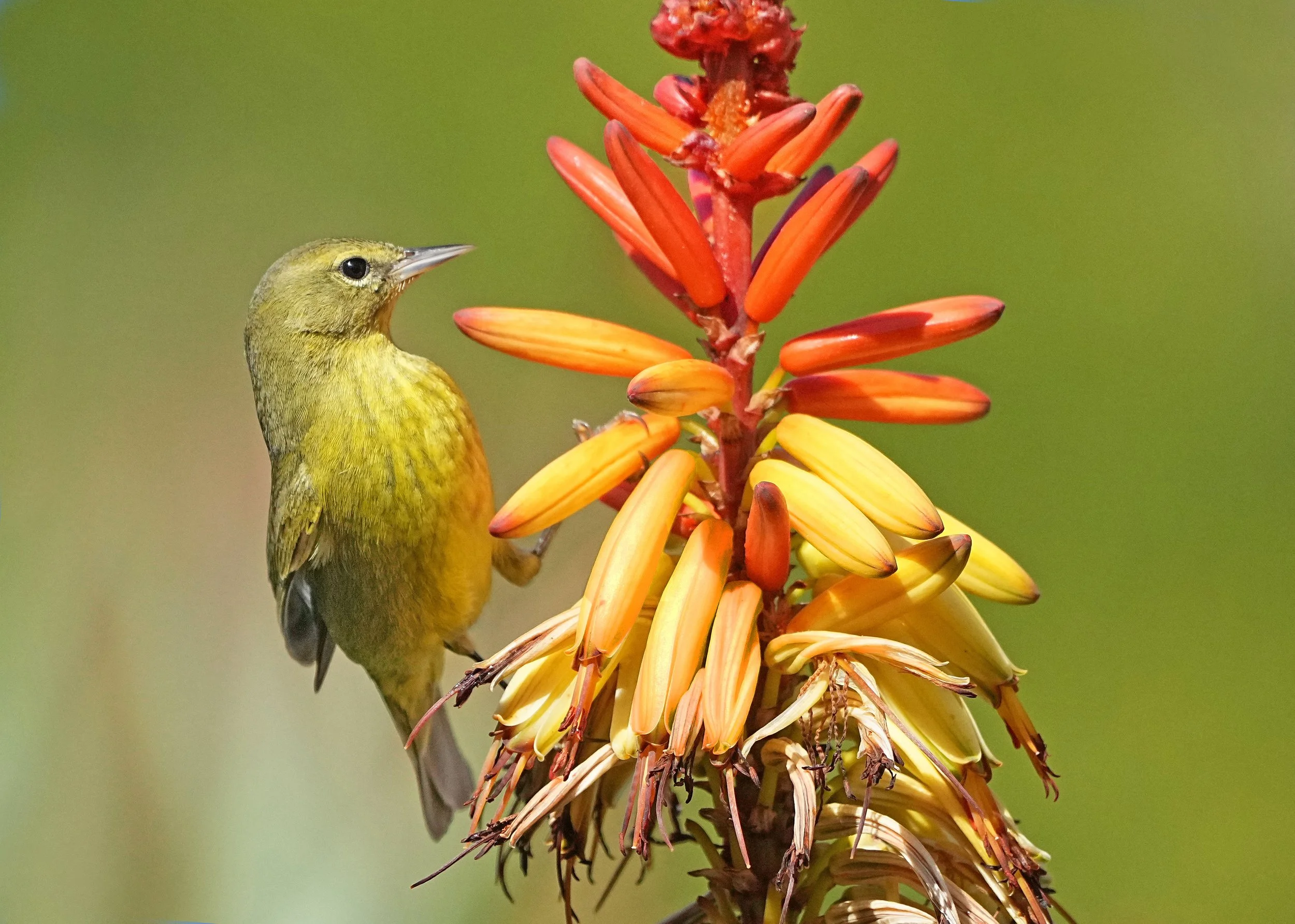 Orange-crowned wabler on red hot poker aloe