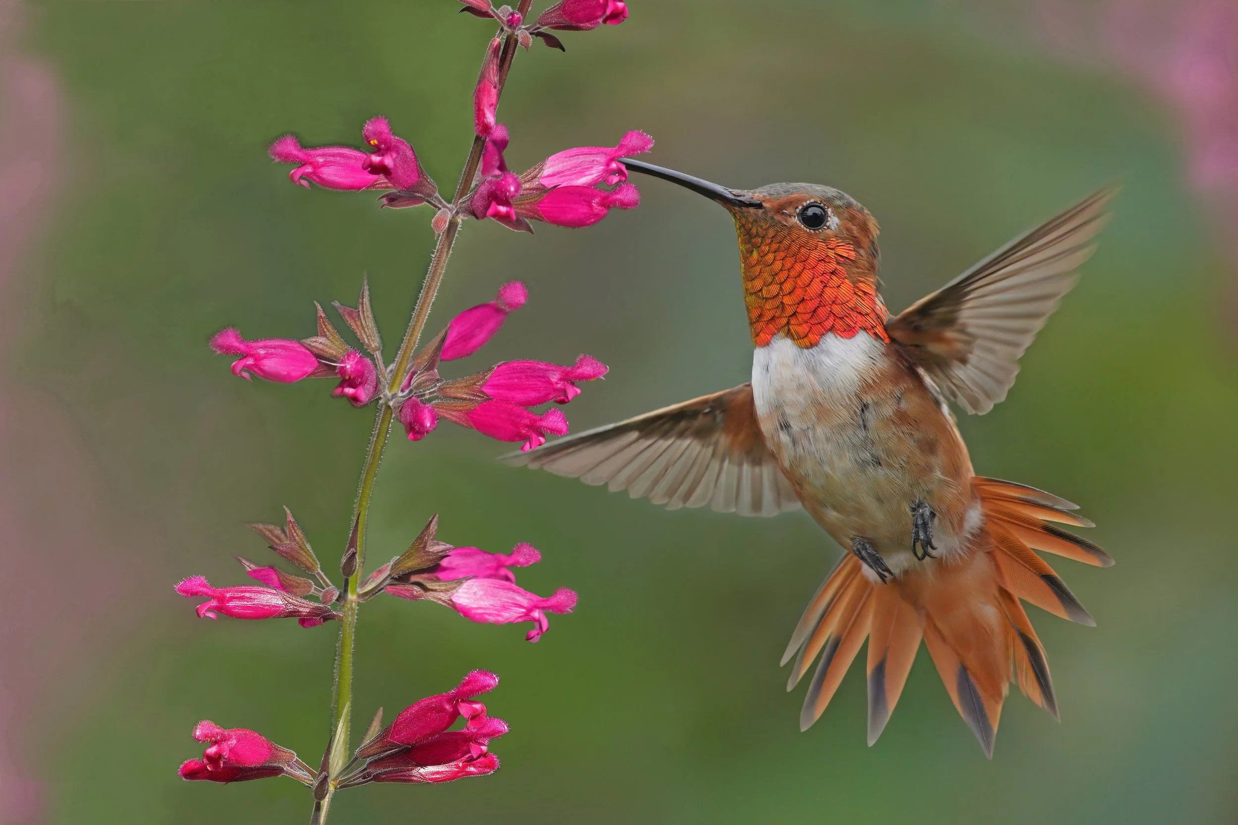 Allen's hummingbird on Wagneriana salvia