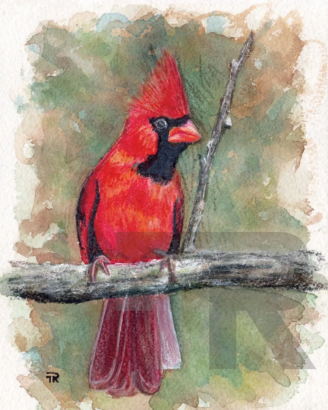 The Cardinal card sold out at my last event! However I just reprint and cut a whole new set for tomorrow, for the Romulus Flowers in the Mitten event! #cardinal #birdpainting