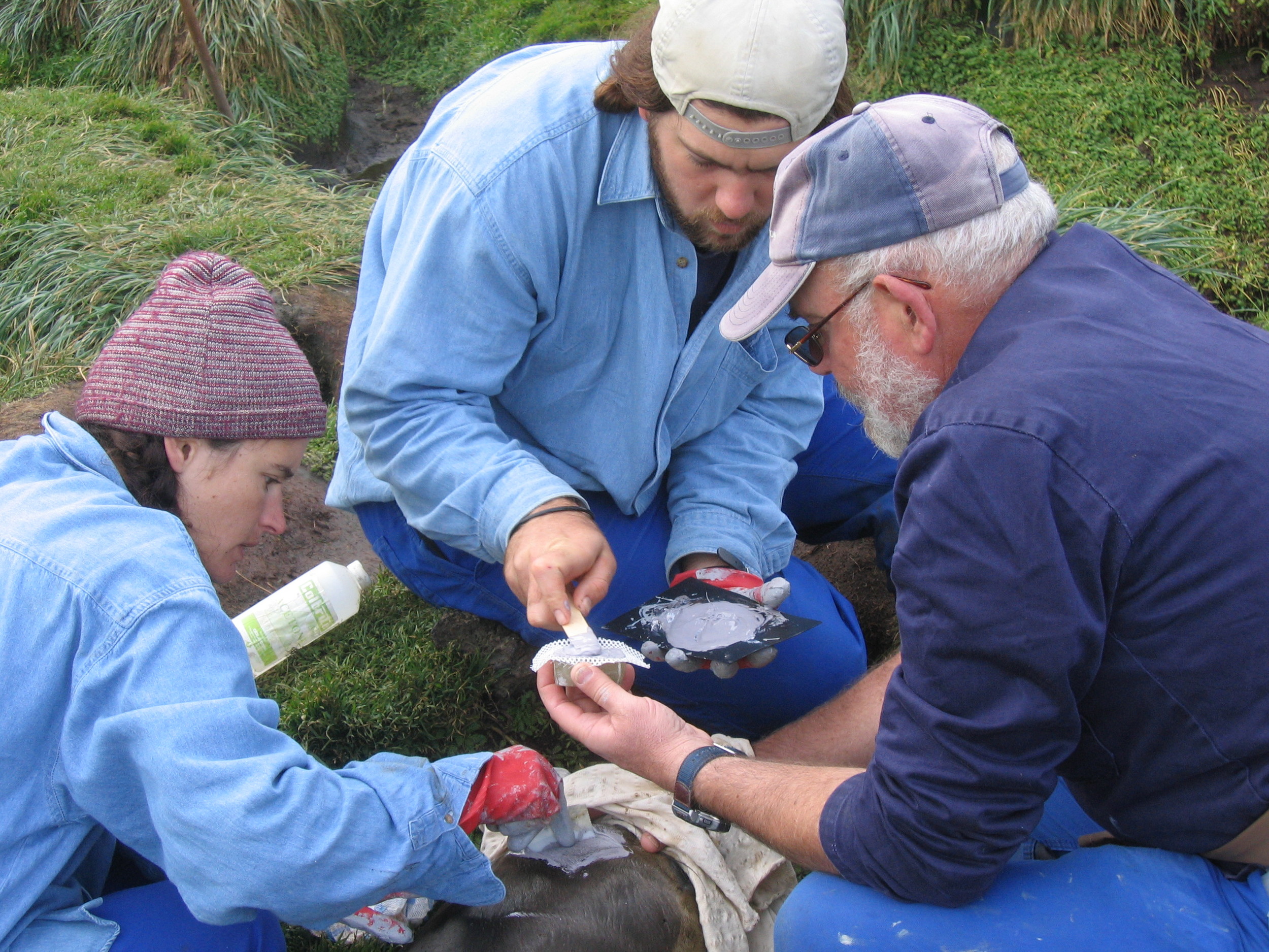  Left to right: Cheryl Tosh, Nico de Bruyn and Marthan Bester sticking a geolocating device on a yearling elephant seal. 