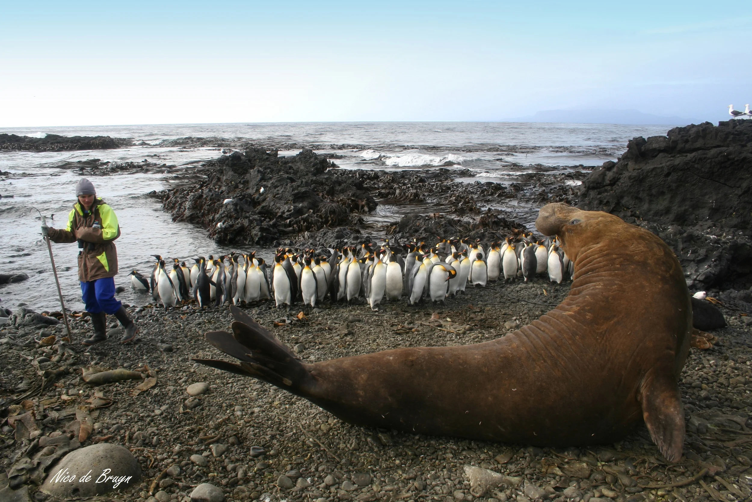 Vacancies: Two Marion Island 'sealer' positions 2015-2016 - NOW CLOSED