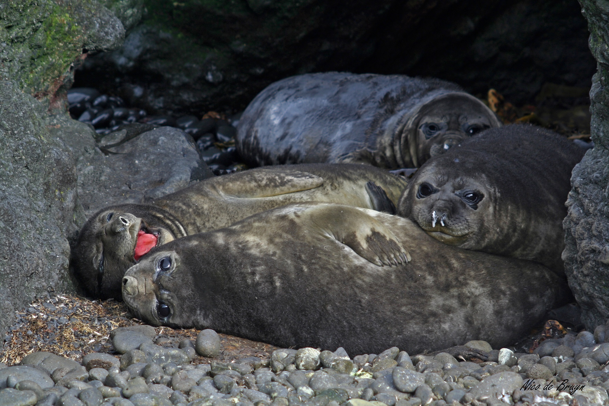 Southern elephant seals_ (62).JPG