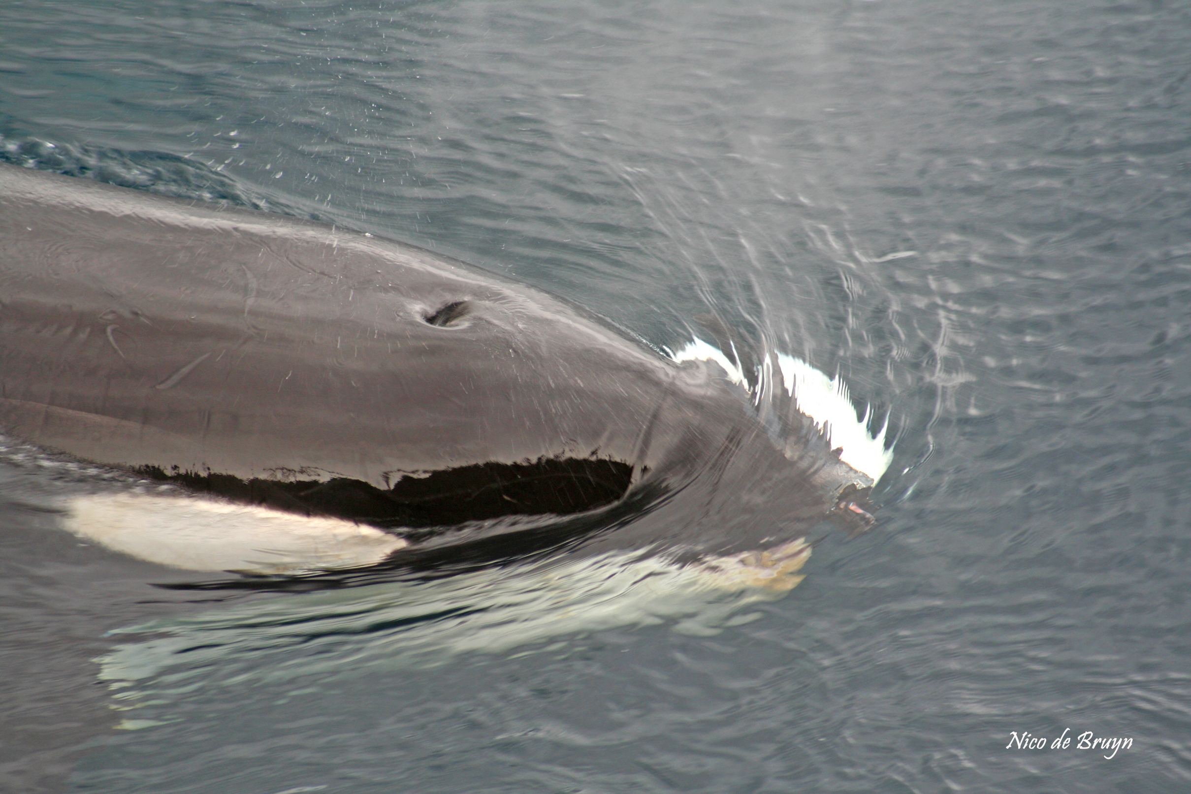 Killer whales_028.jpg