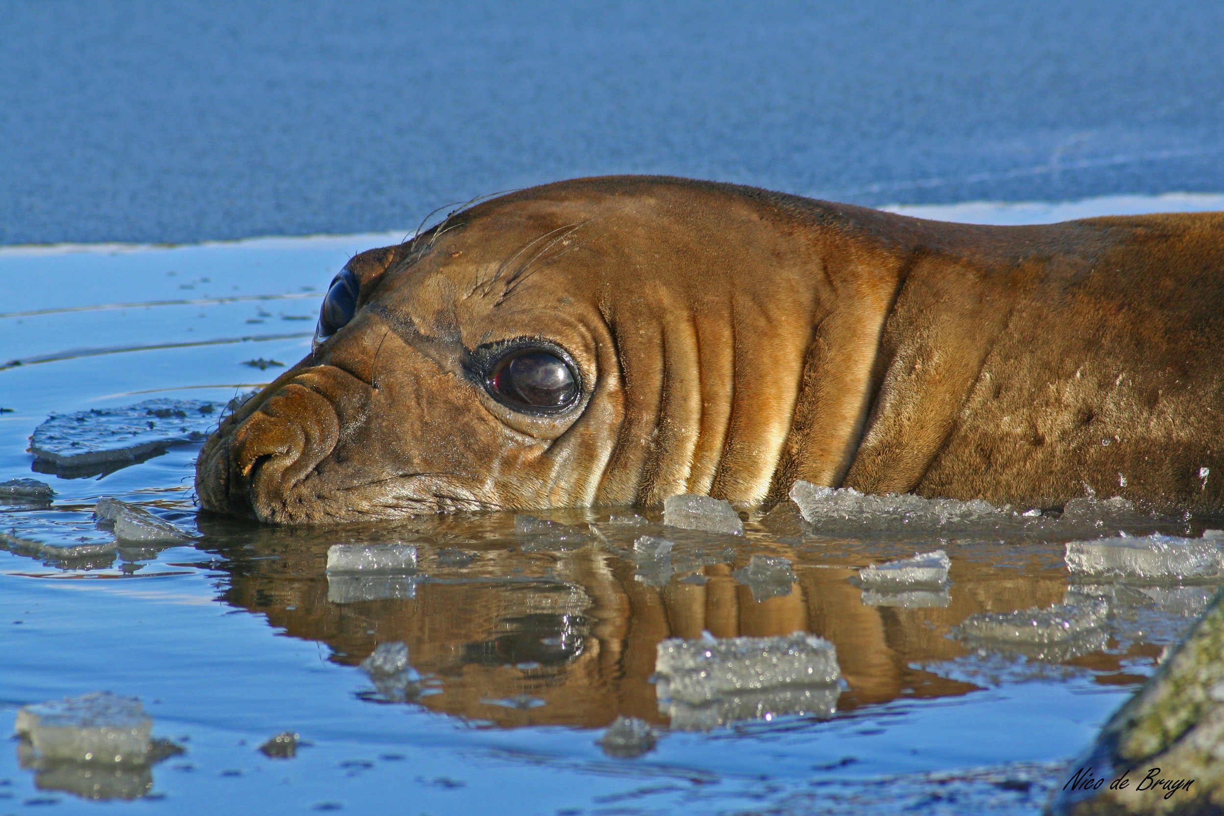 SEMIFINALIST-NdeBruyn_Cat6_seal frozen lake.jpg