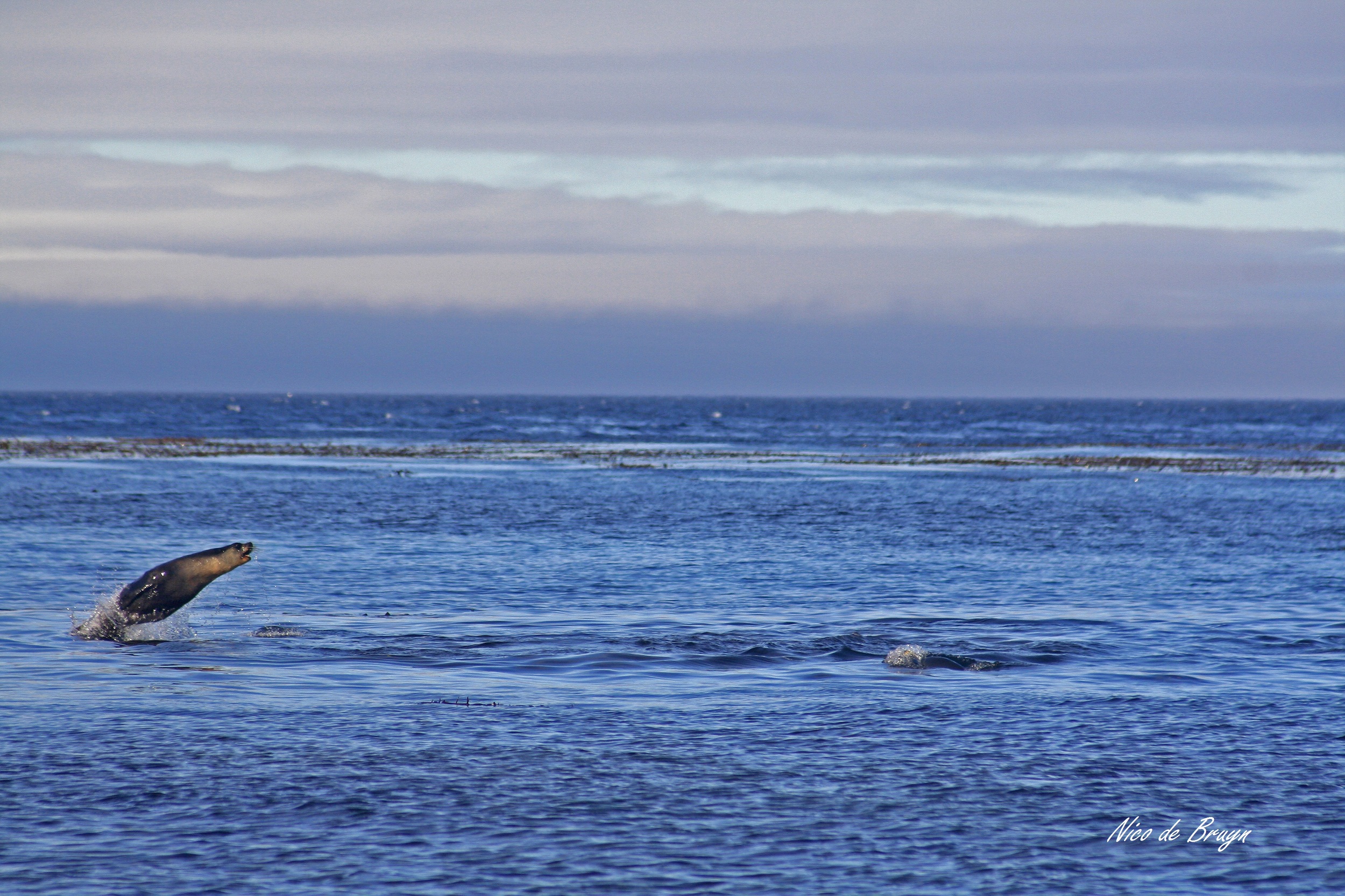 Oceans (2) Jumping seal.jpg