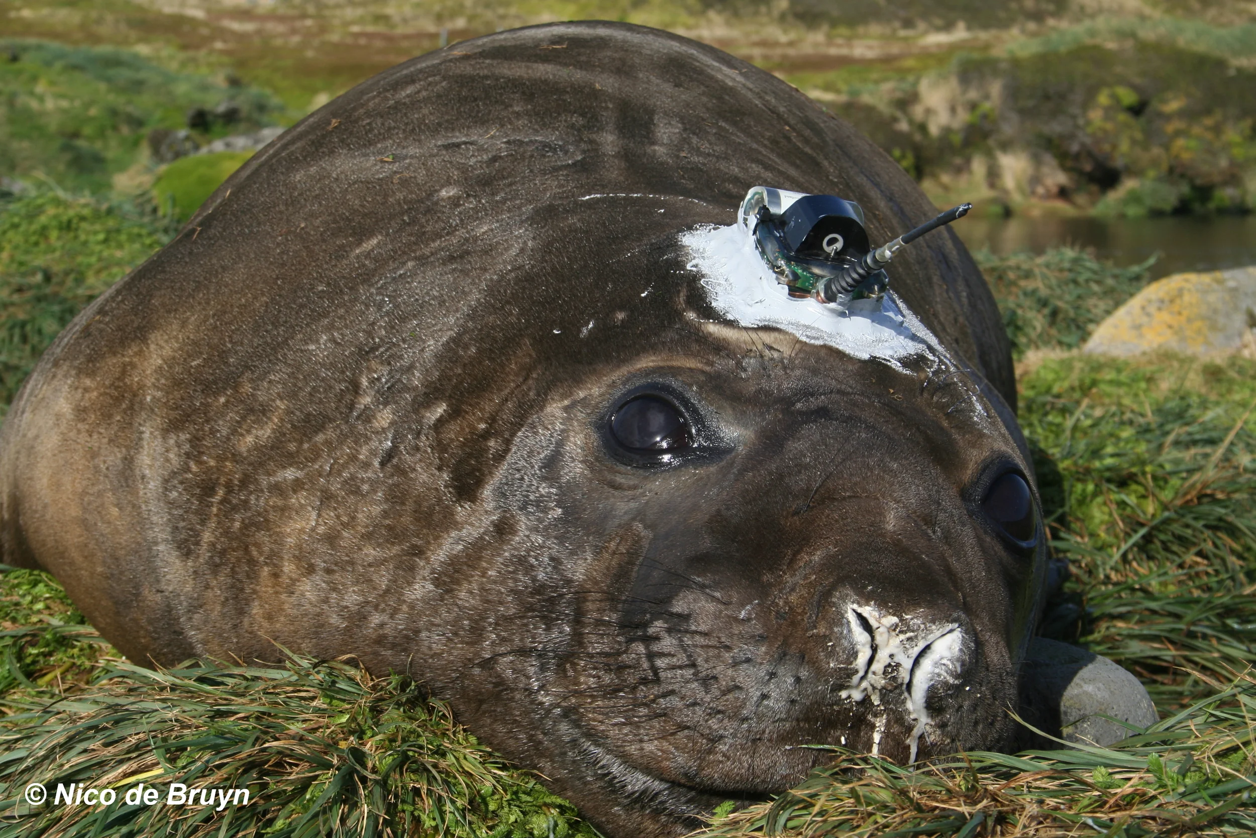 An elephant seal at Marion Island with a satellite linked tracking device.