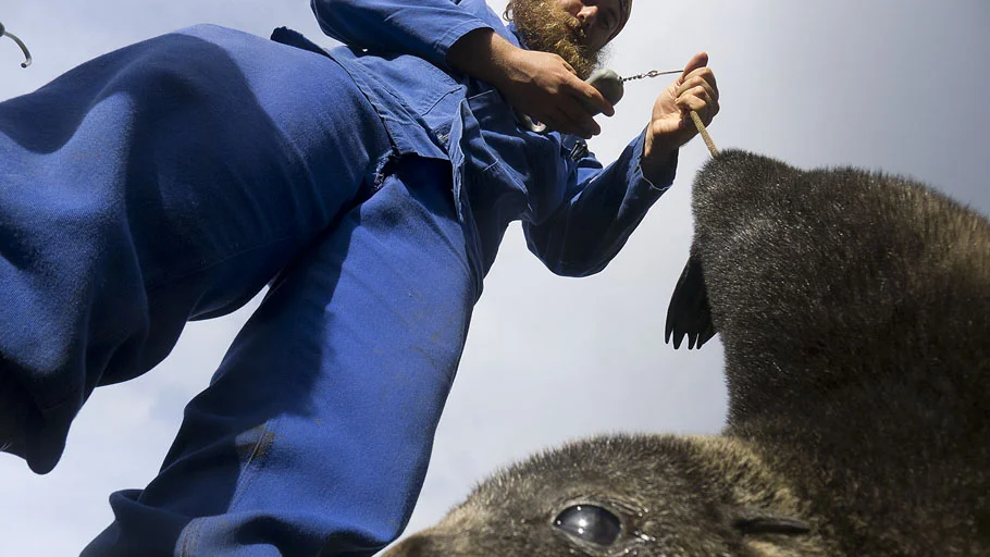 Sealer Christiaan Conradie weighing an Antarctic fur seal (Arctocephalus gazella) pup at Marion Island. © Ryan Reisinger.