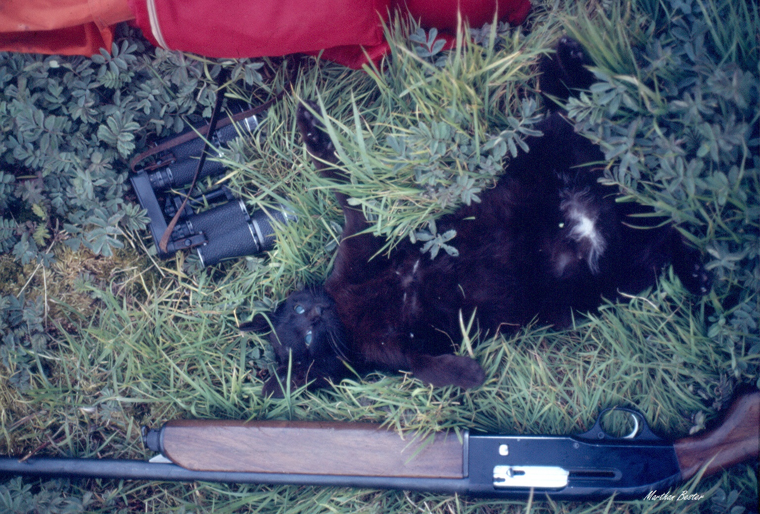MNB_cats_ToolsOfTheTrade signed.jpg