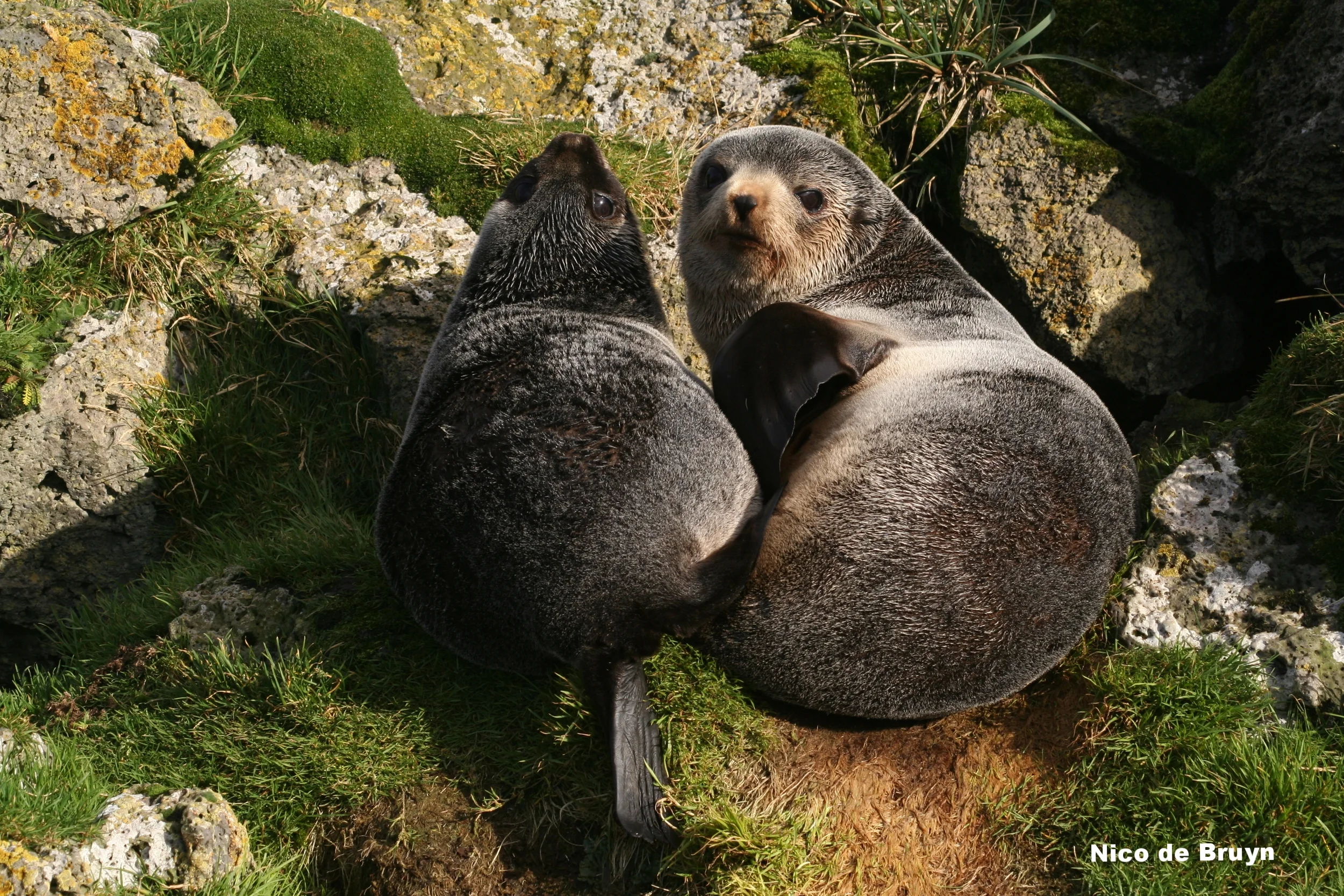 Subantarctic fur seal mother and pup. Photo: Nico de Bruyn