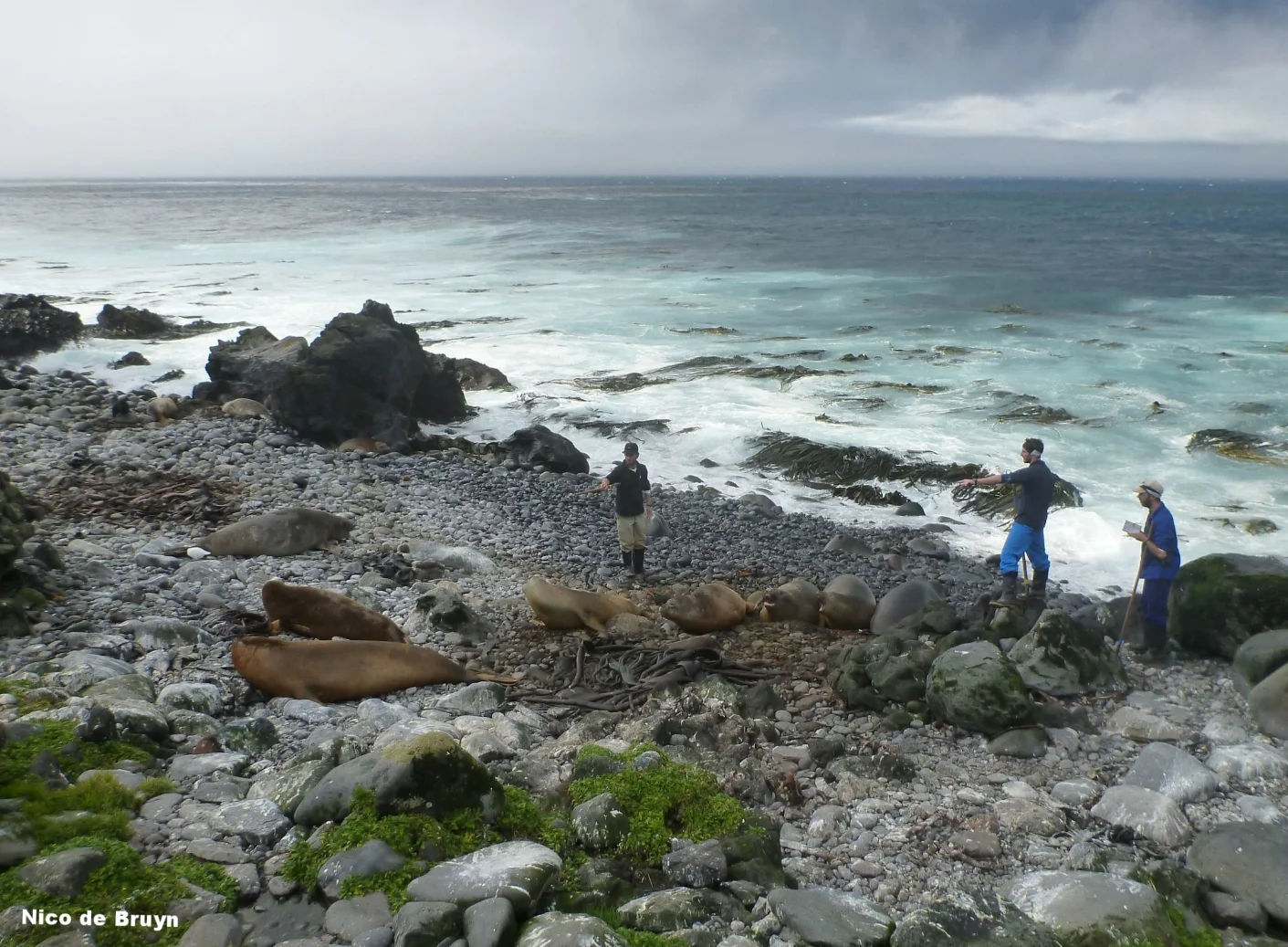 Southern elephant seal census, Marion Island. Photo: Nico de Bruyn
