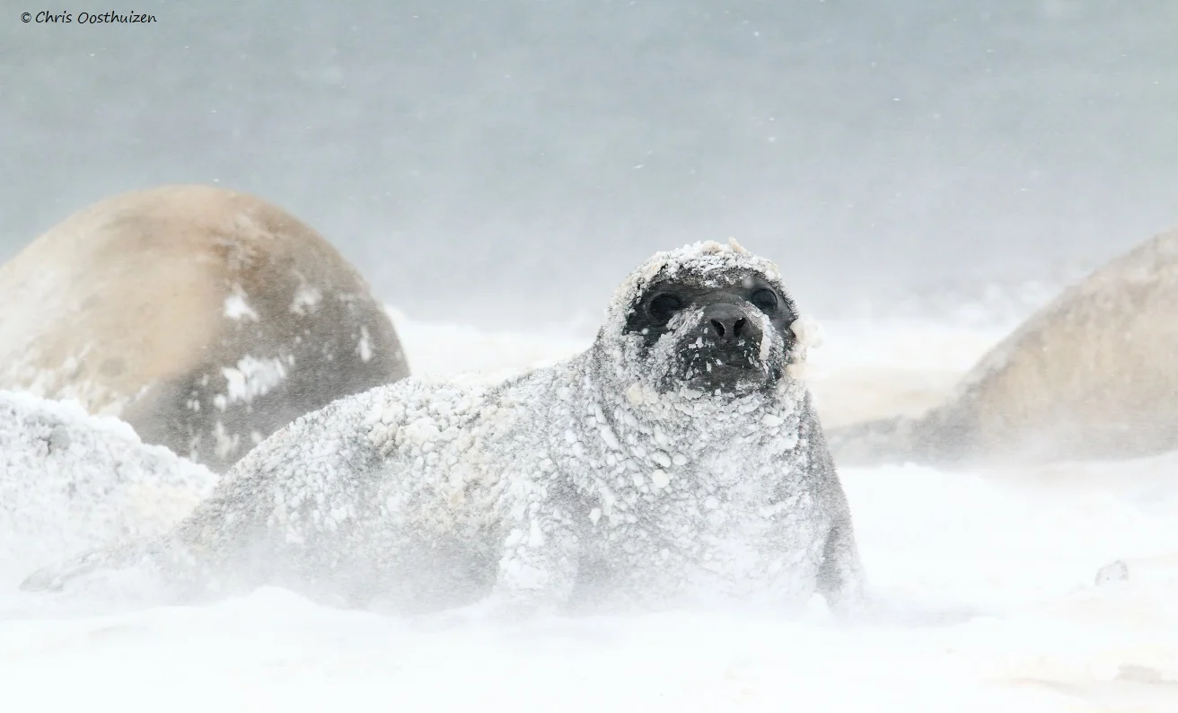  Baby southern elephant seal in a snowstorm, King George Island, South Shetlands. Photo: Chris Oosthuizen