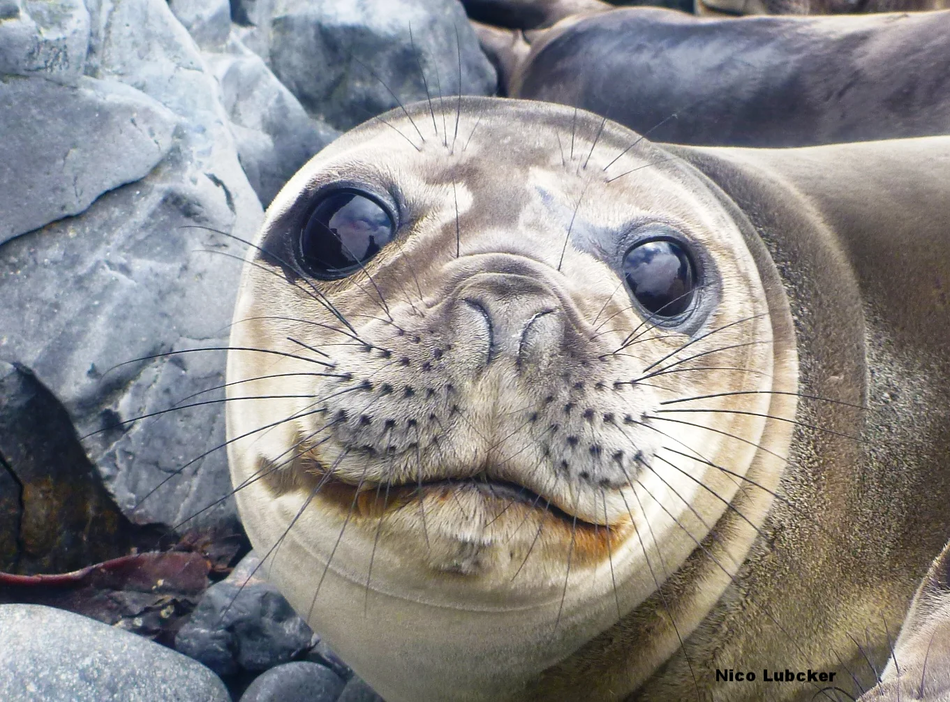 A southern elephant seal's whiskers can tell us what the animal ate, and when it did so! Photo: Nico Lübcker