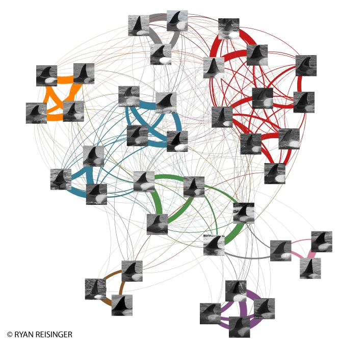 Marion Island killer whale Social Networks. Reisinger et al. 2017 Behavioral Ecology