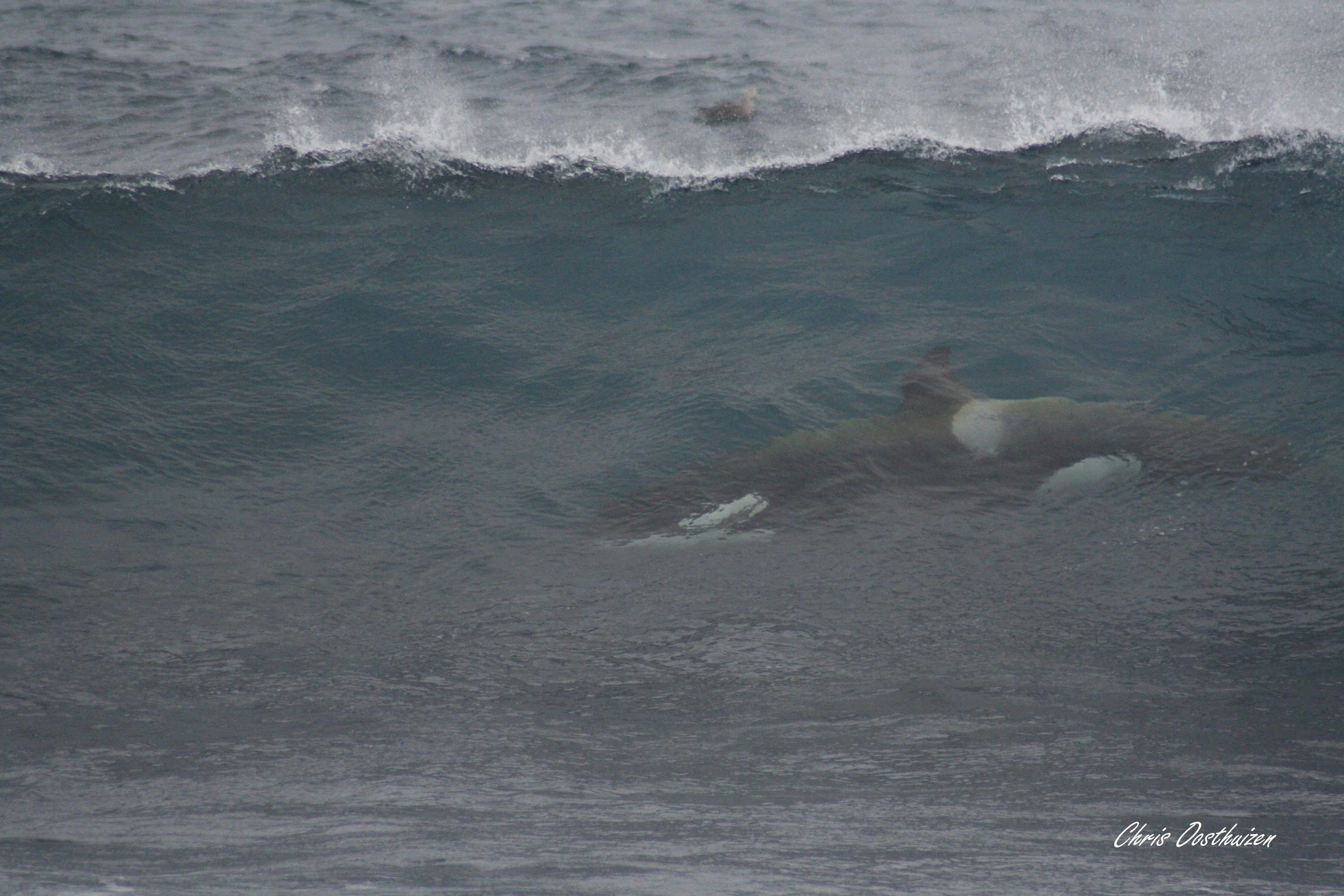 Killer whales enjoying the waves at Marion island. Photo: Chris Oosthuizen