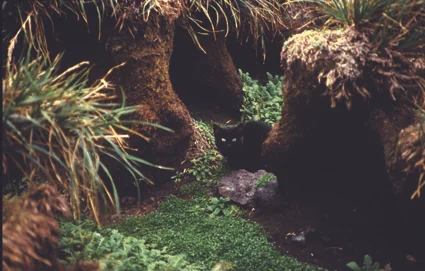 Feral cats are long gone from Subantarctic Marion Island. Photo: Valdon Smith, courtesy of the Antarctic Legacy of South Africa