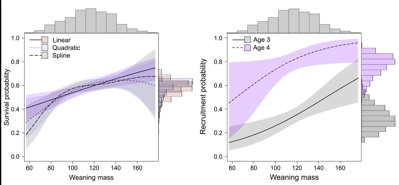 Weaning mass correlated positively with first-year survival (Figure left), but its influence was unimportant for survival of older pre-breeders and breeders. In contrast, a strong positive link persisted between weaning mass and the age of first reproduction, which typically occurs at ages three and four in female elephant seals (Figure right).