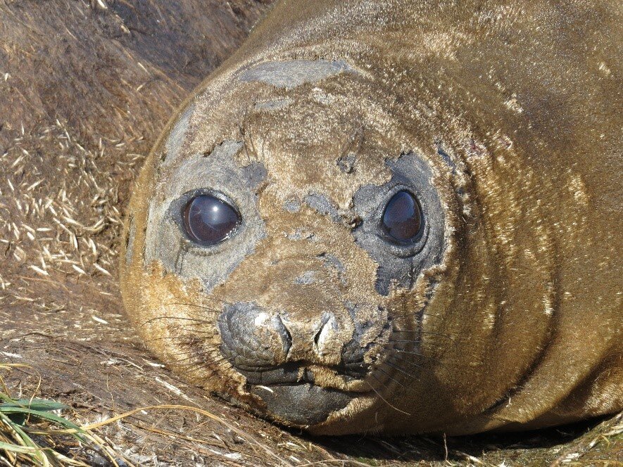 NEW PAPER: Moult as related to age and breeding state of female southern  elephant seals — Marion Island Marine Mammal Programme
