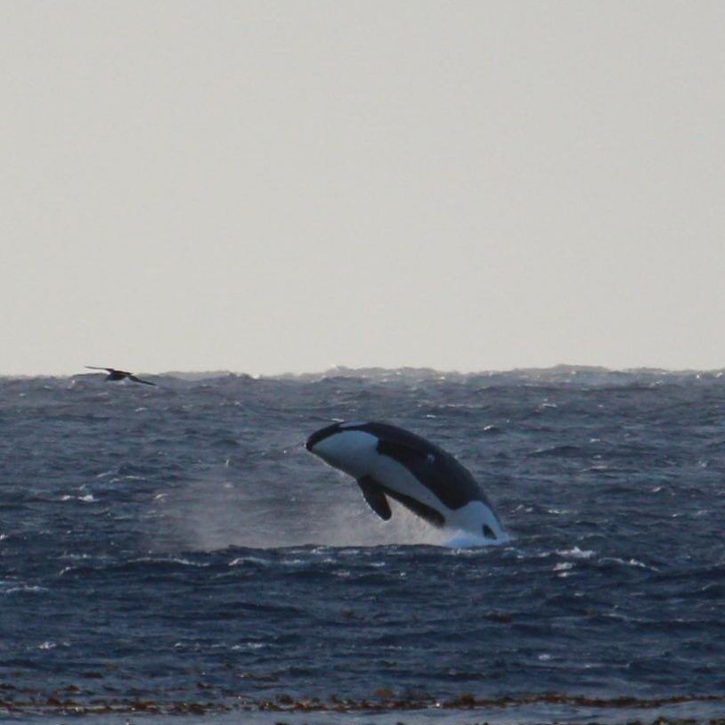 For some unknown reason, killer whales at Marion do no breach but rather keep most of their body underwater apart from the odd spy-hop. This sighting was therefore rather special and nice to see a Marion killer whale almost fully out of the water! 
.